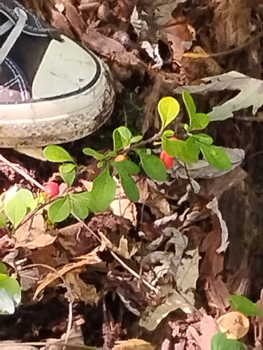 Japanese barberry