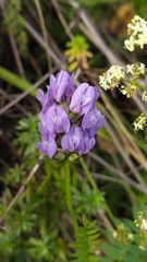 (c) Andrew Bazdyrev, some rights reserved (CC BY) Astragalus danicus, photograph (c) Andrew Bazdyrev, some rights reserved (CC BY)