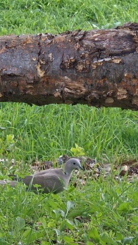 Eurasian Collared-Dove