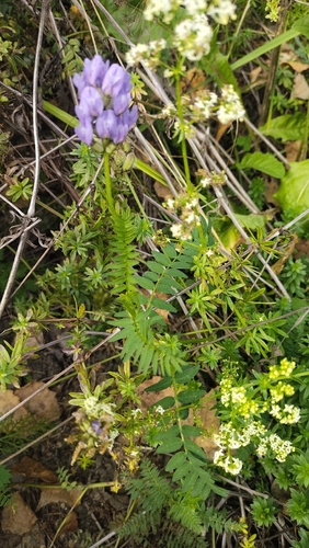 Astragalus danicus, photograph 2