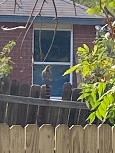 Cooper's Hawk