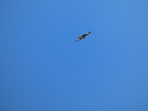 Red Kite