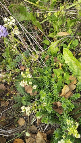 Galium mollugo, photograph 6