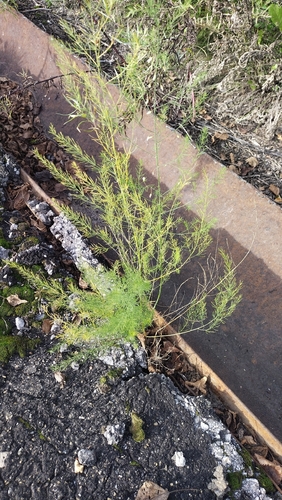 wild asparagus