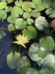 Nymphaea mexicana