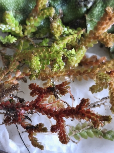 Mediterranean clubmoss