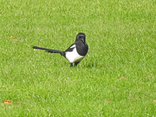 Eurasian Magpie