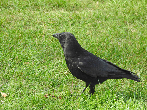 Carrion Crow