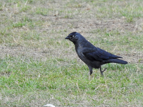 Eurasian Jackdaw