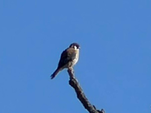 American Kestrel