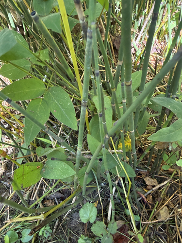 Equisetum hyemale, photograph 4
