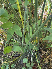 (c) hawkbander, some rights reserved (CC BY) Equisetum hyemale, photograph (c) hawkbander, some rights reserved (CC BY)