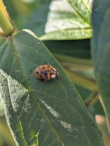Asian Lady Beetle