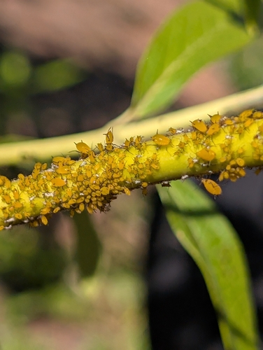 Oleander Aphid