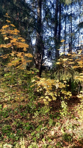 Norway maple