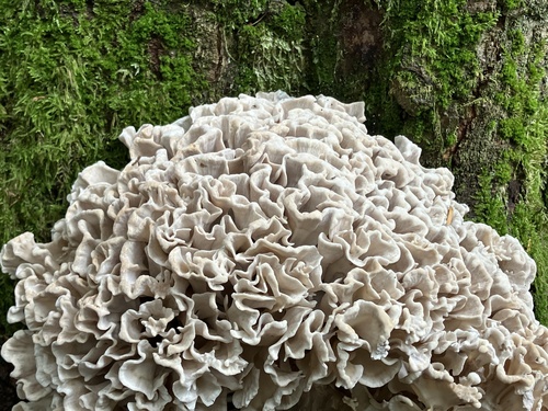 Sparassis brevipes