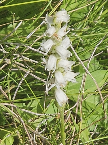 Spiranthes arcisepala, photograph 5