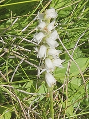Spiranthes arcisepala, photograph (c) Hippytiger, some rights reserved (CC BY)