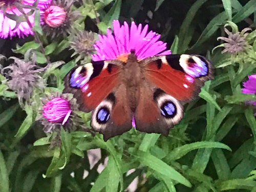 European Peacock Butterfly