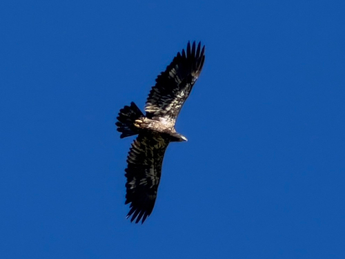 Bald Eagle