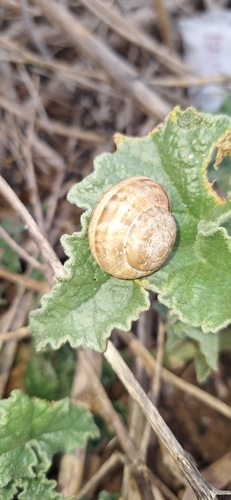 Chocolate-band Snail
