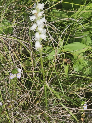 Spiranthes arcisepala, photograph 6