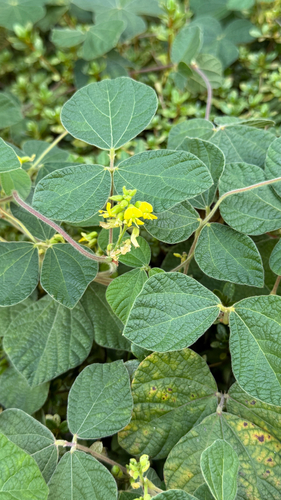 Rhynchosia volubilis observed 2026-09-24