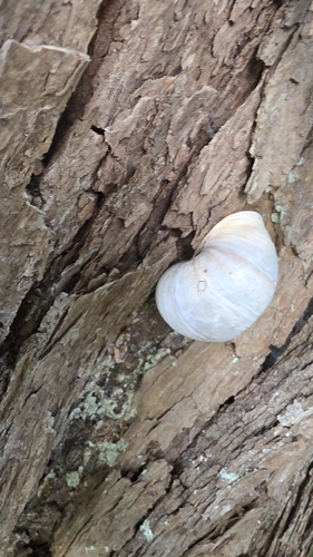 Roman Snail