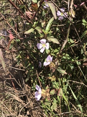 Pterolepis glomerata