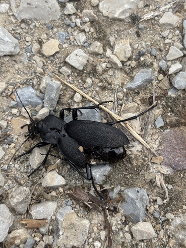 Leather Beetle