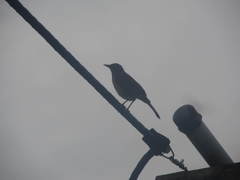 Turdus maculirostris