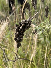 Astragalus canadensis, photograph author not stated, no rights reserved