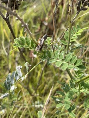 Astragalus canadensis, photograph author not stated, no rights reserved