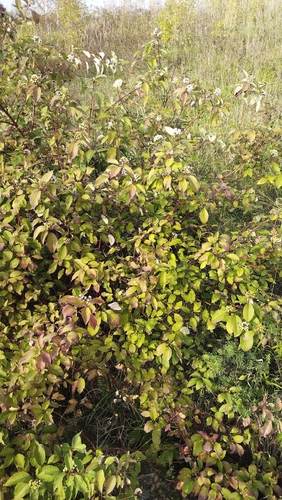 Tatarian dogwood