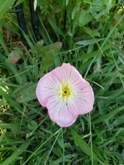 Oenothera speciosa