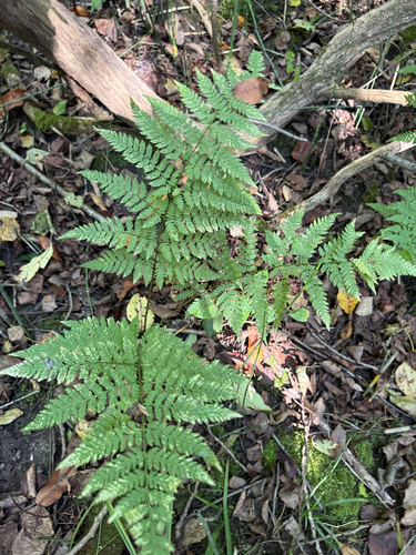 Dryopteris carthusiana, photograph 3