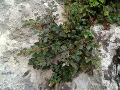 Asplenium ruta-muraria, photograph (c) Daniel Buczkiewicz, some rights reserved (CC BY)