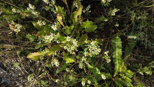 White Sweetclover