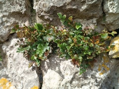 Asplenium ruta-muraria, photograph (c) Daniel Buczkiewicz, some rights reserved (CC BY)