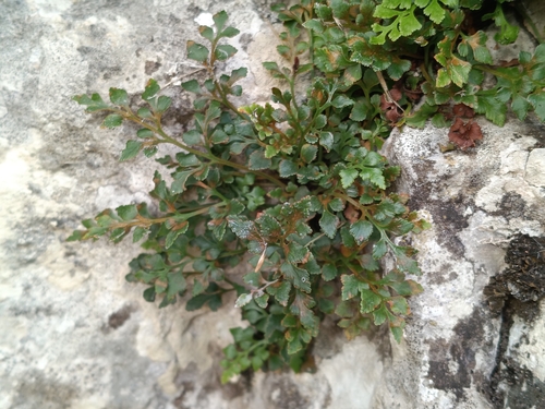 Asplenium ruta-muraria, photograph 6
