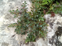 Asplenium ruta-muraria, photograph (c) Daniel Buczkiewicz, some rights reserved (CC BY)
