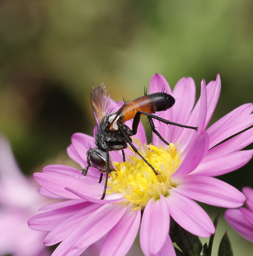 Cylindromyia brassicaria