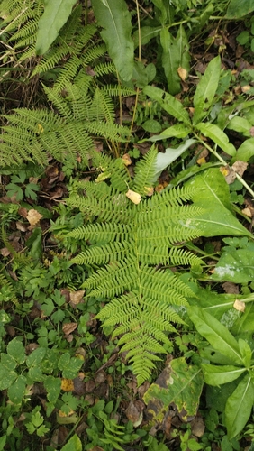 Common Lady Fern