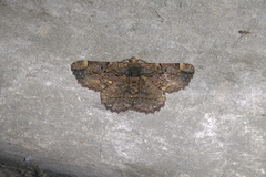 Dasyboarmia delineata