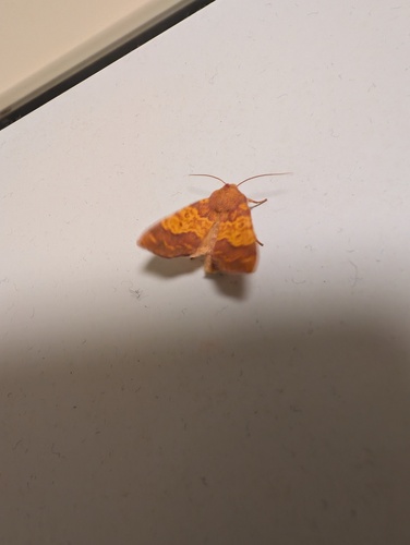 Barred Sallow