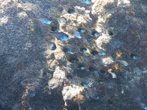 Pempheris rhomboidea observed 2026-09-15