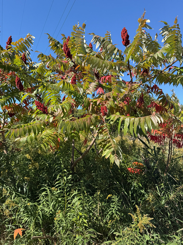 staghorn sumac