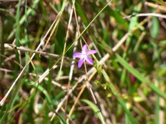 Triodanis perfoliata