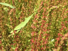 Rumex bucephalophorus