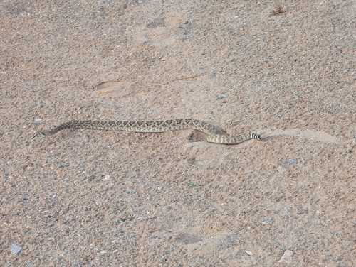 Western Diamond-backed Rattlesnake